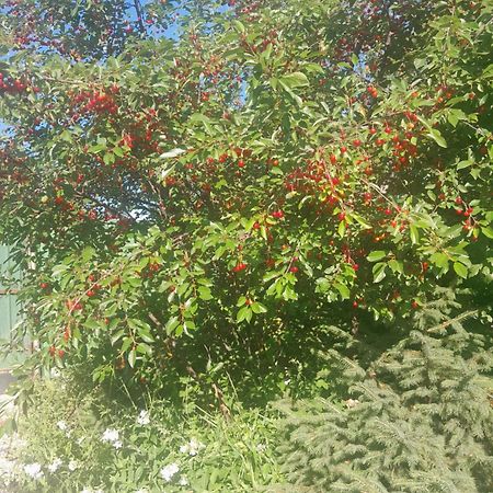 Waterfall In The Yard Karakol Exterior foto