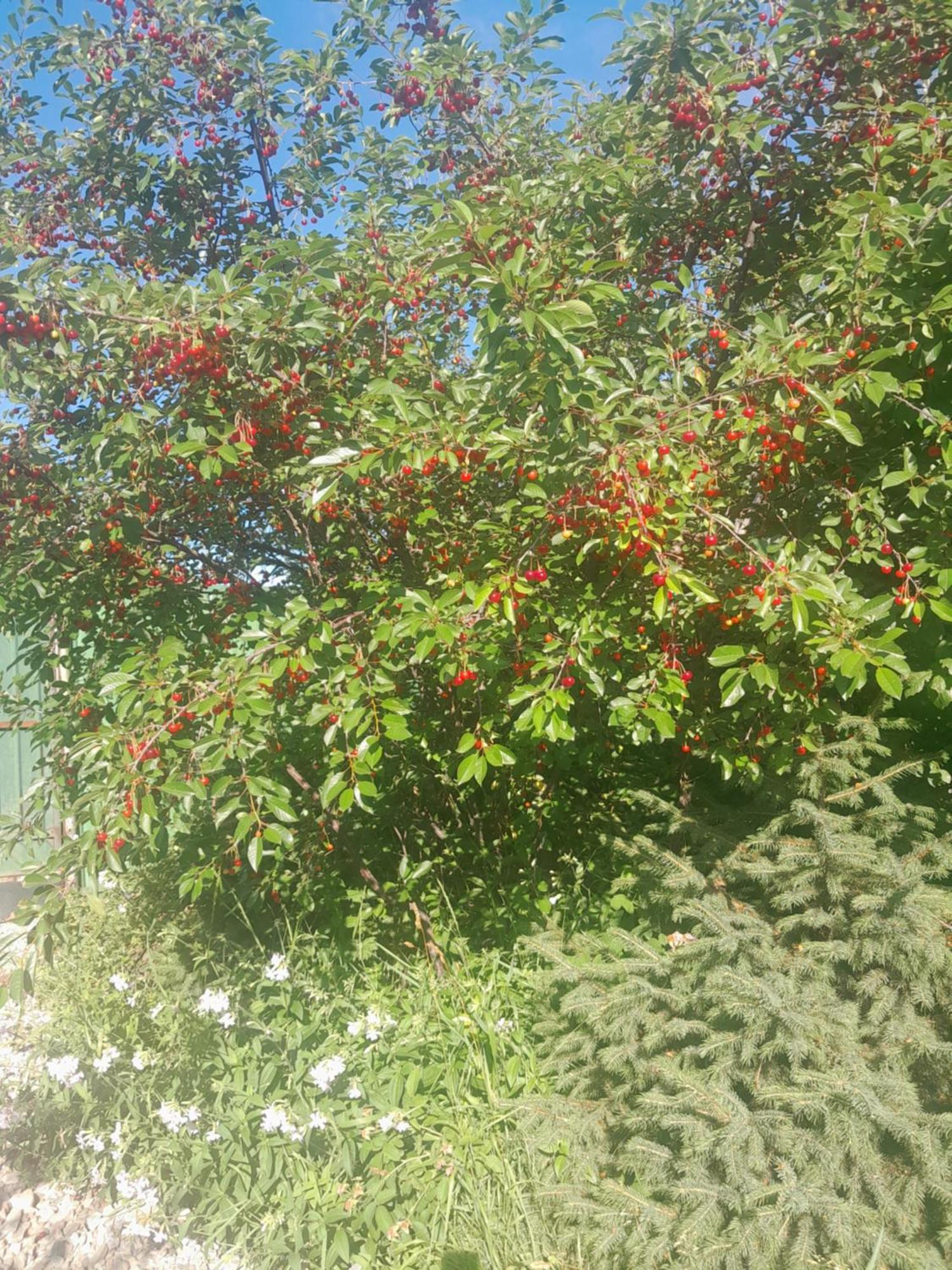 Waterfall In The Yard Karakol Exterior foto